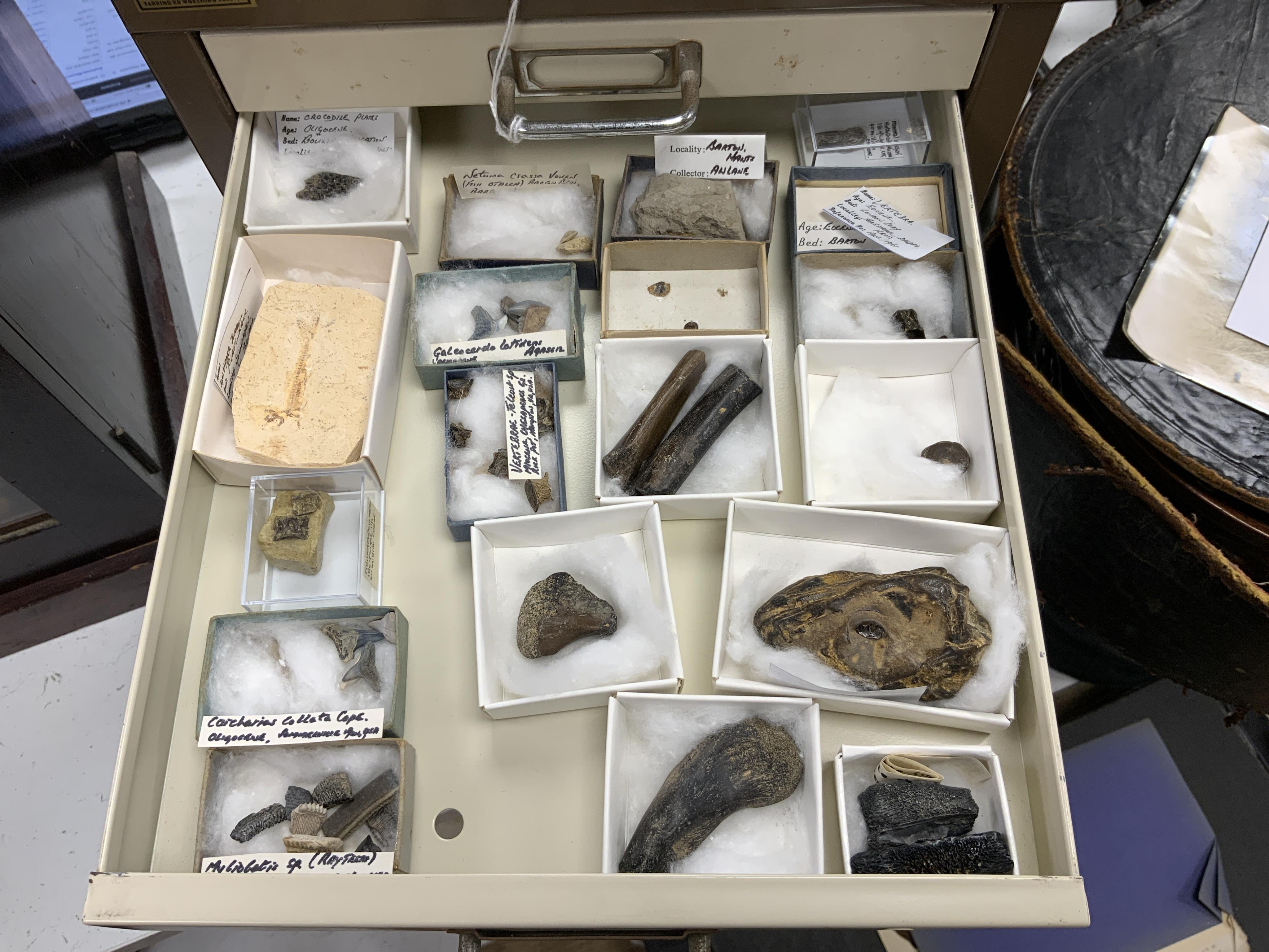 Fossil fish interest; a Bisley eight drawer cabinet containing a collection of seventeen fossil fish on matrix including Knightia from the Green River Formation Wyoming, together with fossilised vertebrae, fossil insects